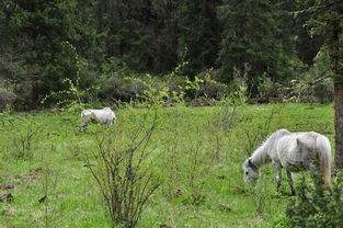 老驥伏櫪 2018我們的 六一
