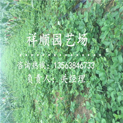 【哪里有櫪女草莓苗附近哪里有】- 