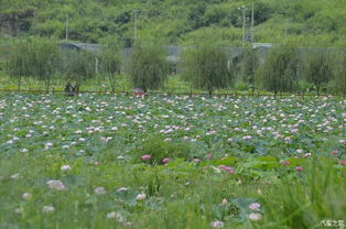 老驥伏櫪，志在千里——致我那默默奉獻的老款寶來